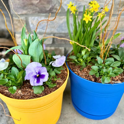 Pansy and Bulb Planter BYOB