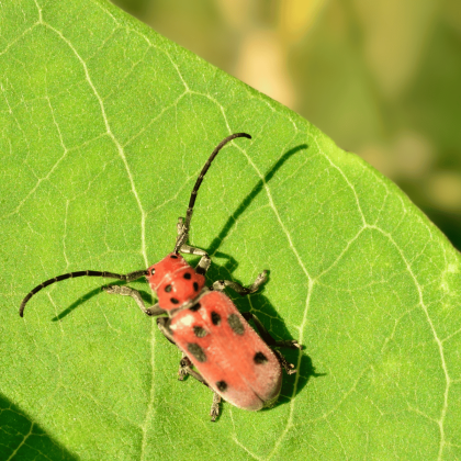The Milkweed Beetle