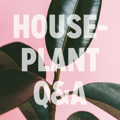 Houseplant Q&A