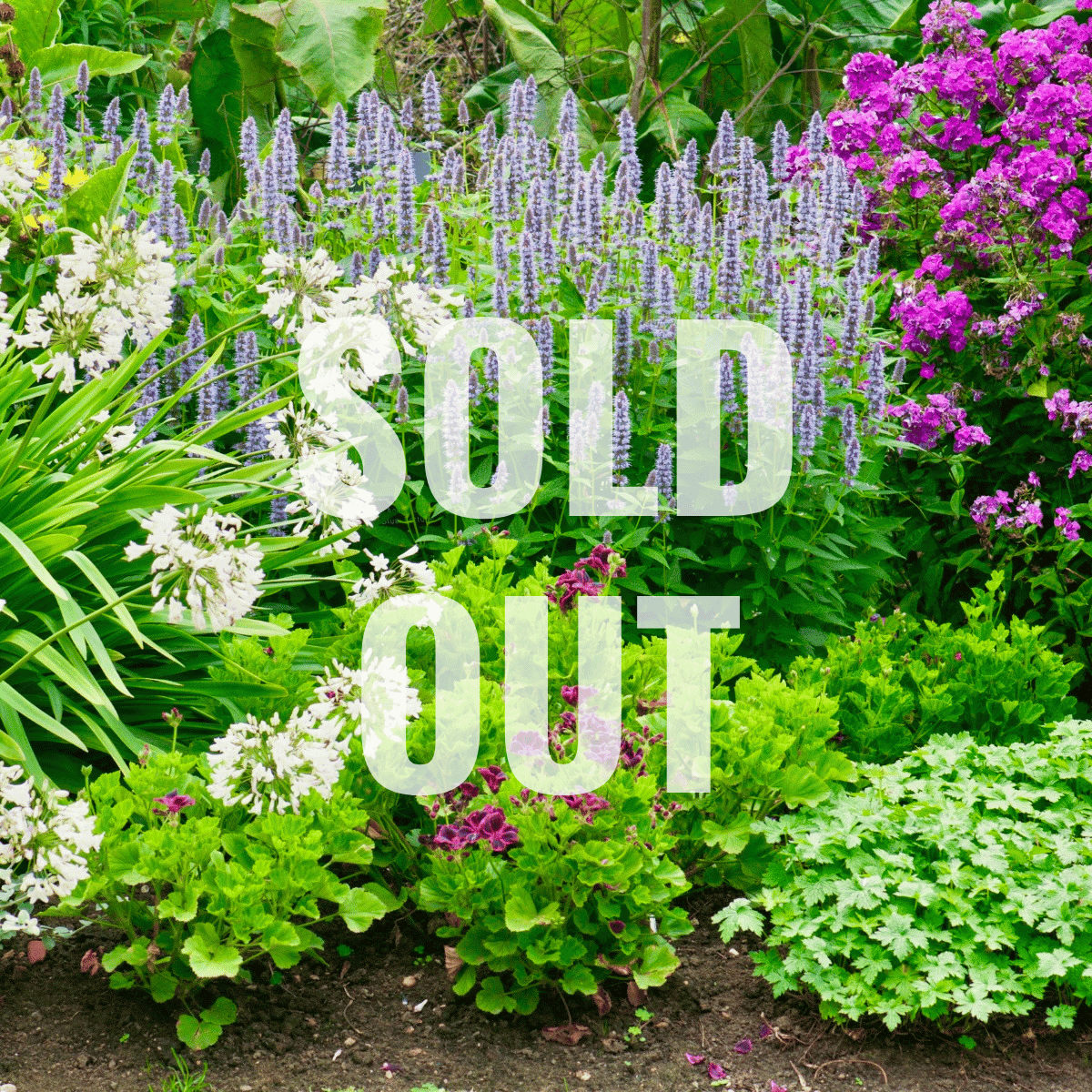 Perennial Garden Maintenance Workshop