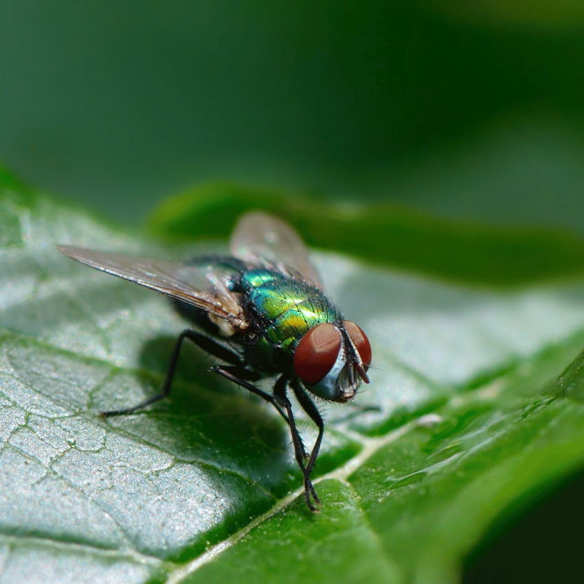 Common Flies