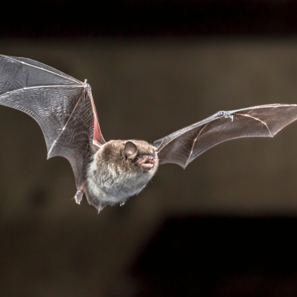 The Little Brown Bat