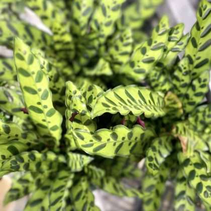 Calathea 'Rattlesnake'