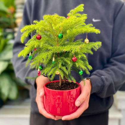 Little Sprouts: Nutcracker Pine Planter