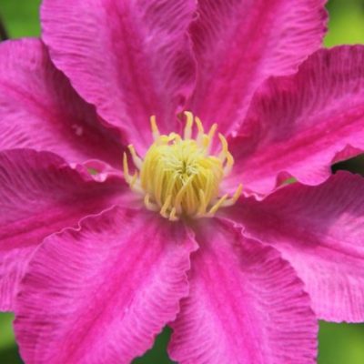Abilene™ Clematis (Clematis abilene 'Abilene') - 1 gallon