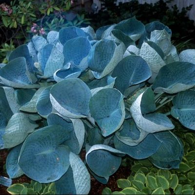 Abiqua Drinking Gourd Hosta (Hosta abiqua 'Drinking Gourd') - 1 gallon