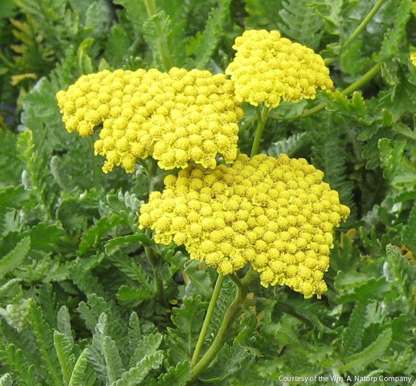 Achillea 'Moonshine'