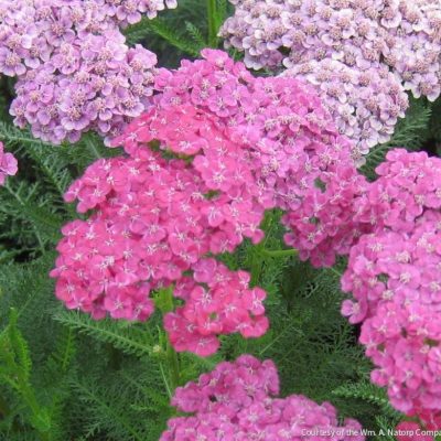 Achillea m. 'Saucy Seduction'