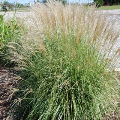 Adagio Maiden Grass (Miscanthus sinensis 'Adagio') - 3 gallon