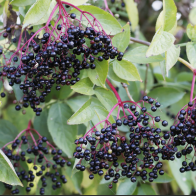 Adams Elderberry (Sambucus canadensis 'Adams') - 3 gallon