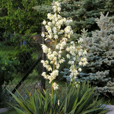 Adam's Needle (Yucca filamentosa) - 2 gallon