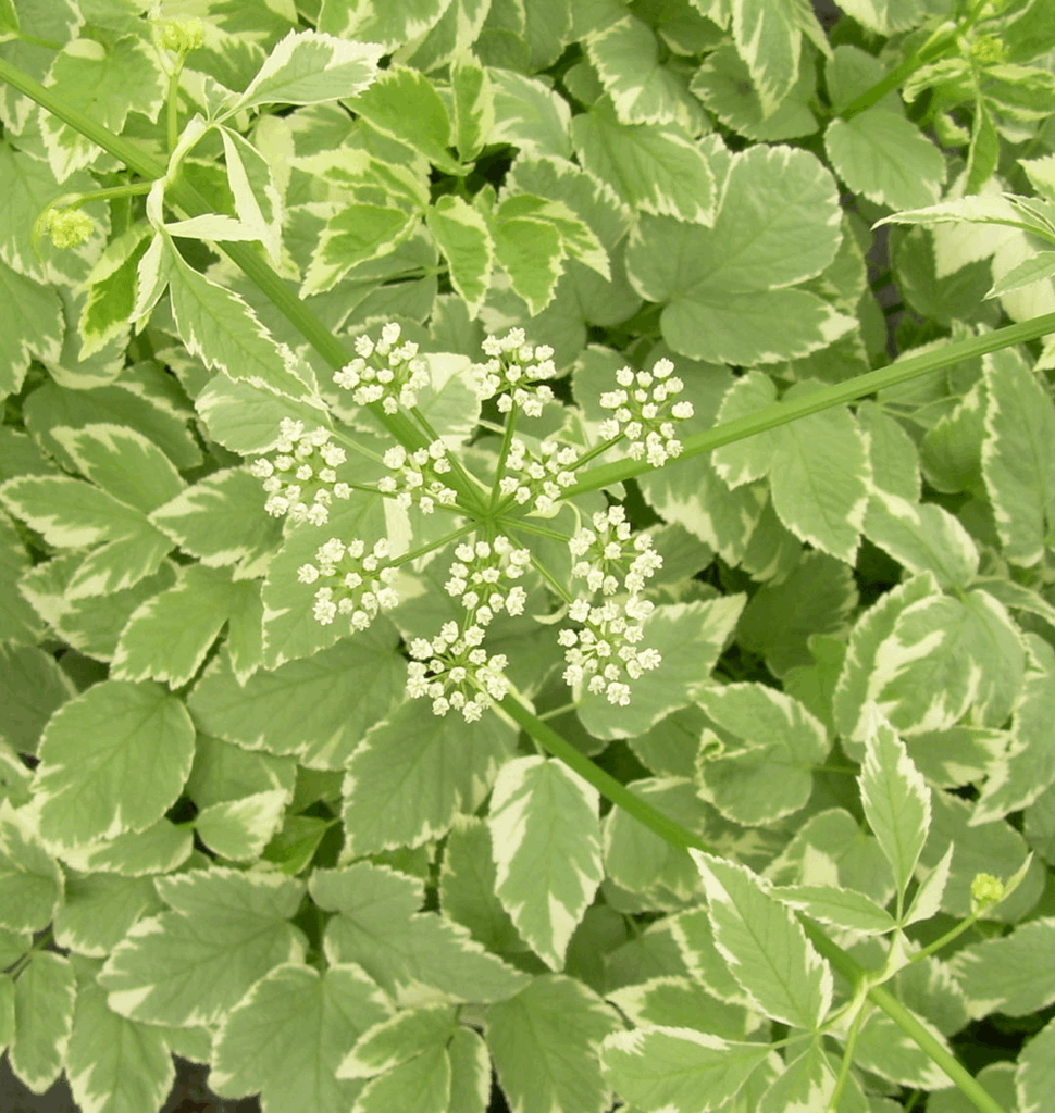 Aegopodium p. 'Variegatum' - Image 2