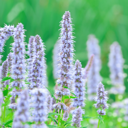 Agastache