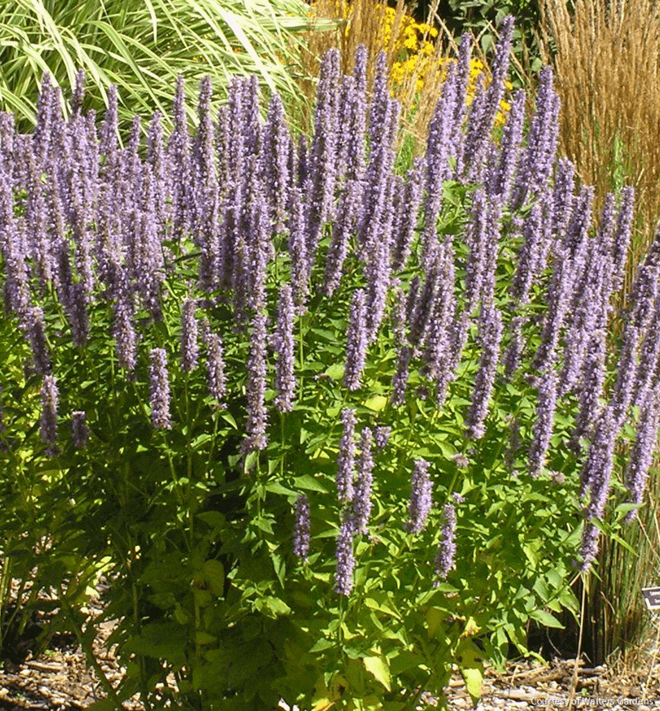 Agastache 'Blue Fortune'