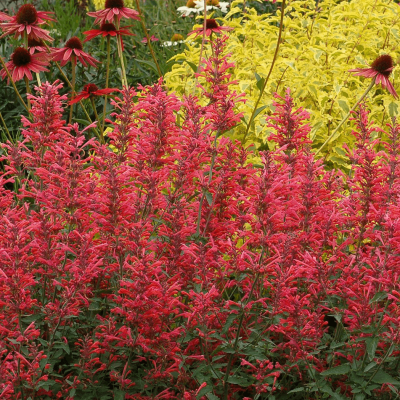 Agastache 'Kudos Coral'