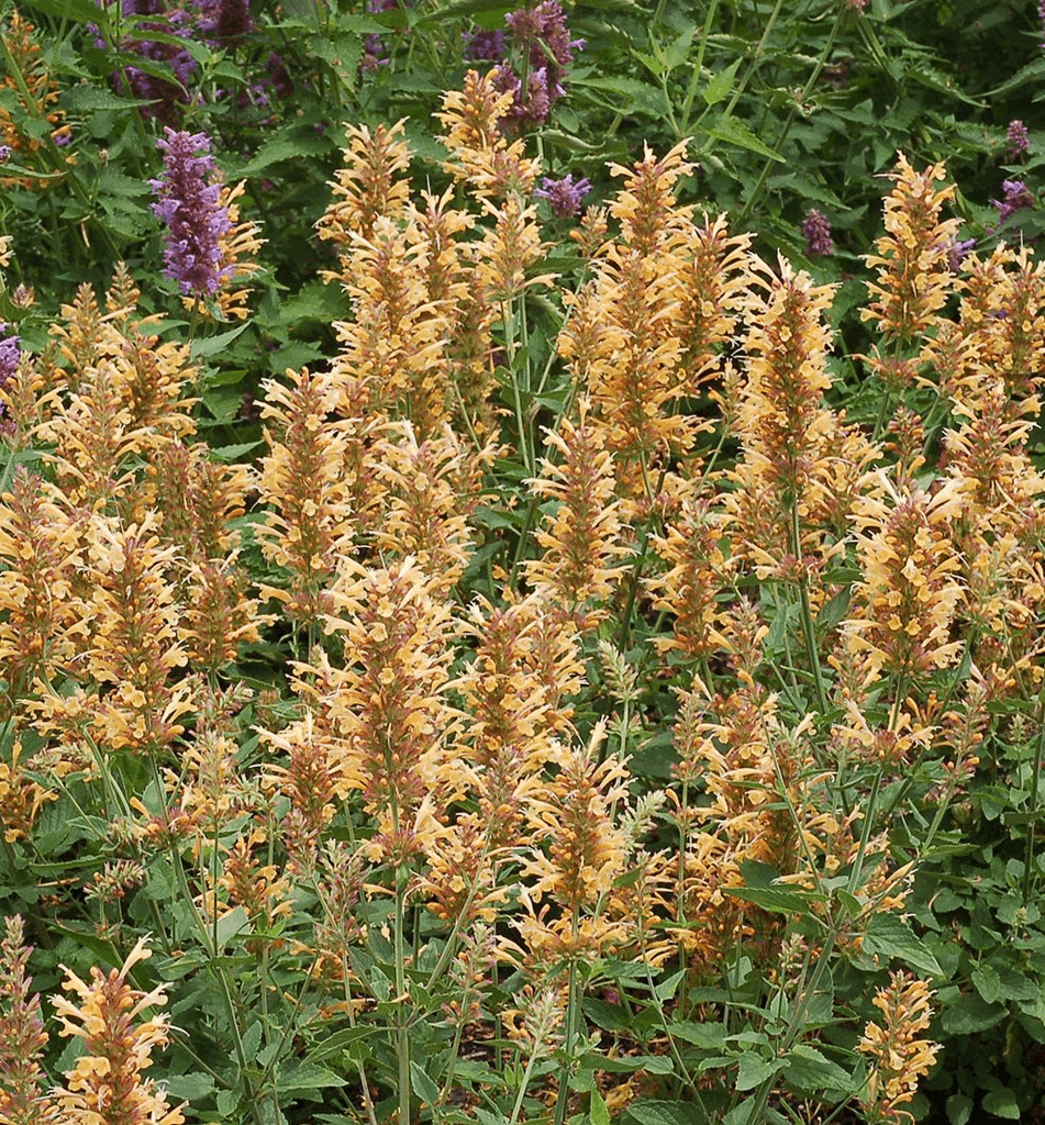 Agastache 'Kudos Gold' - Image 2