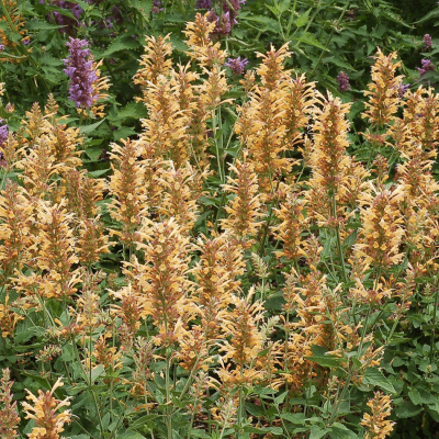 Agastache 'Kudos Gold'