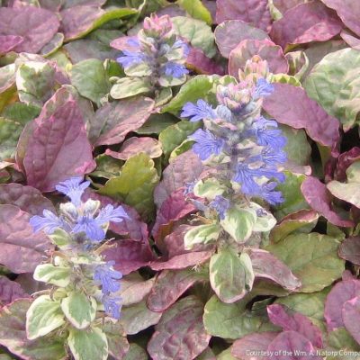 Ajuga r. 'Burgundy Glow'