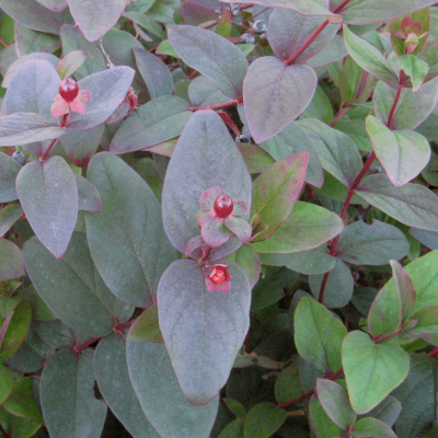 Albury Purple St. Johnswort (Hypericum x inodorum 'Albury Purple') - 2 gallon 12"