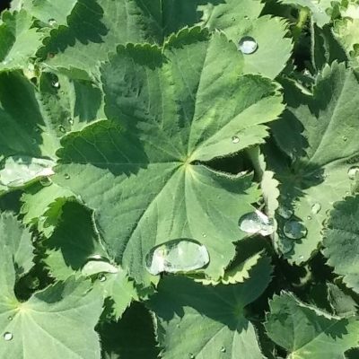Alchemilla m. 'Thriller'