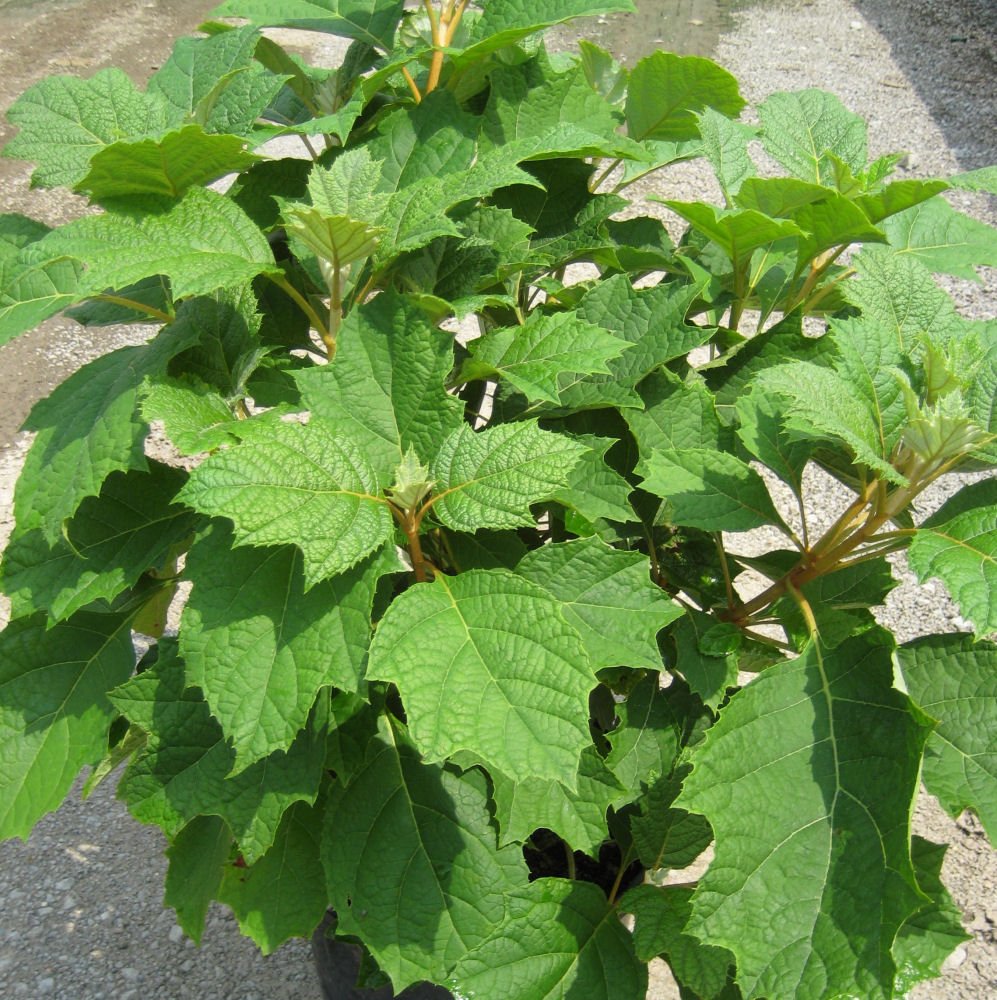 Alice Oak Leaf Hydrangea (Hydrangea quercifolia 'Alice') - 2 gallon