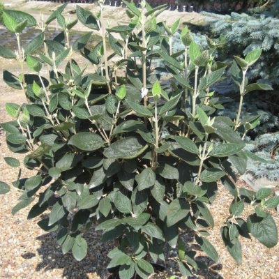 Allegany Viburnum (Viburnum rhytidophyllum 'Alleghany') - 3 gallon 18-24"