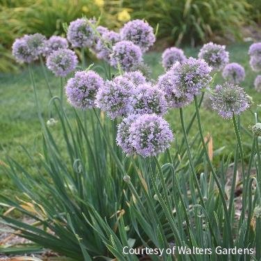 Allium 'Bubble Bath'