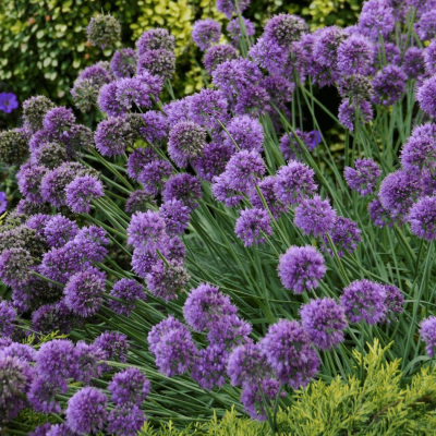 Allium 'Medusa'