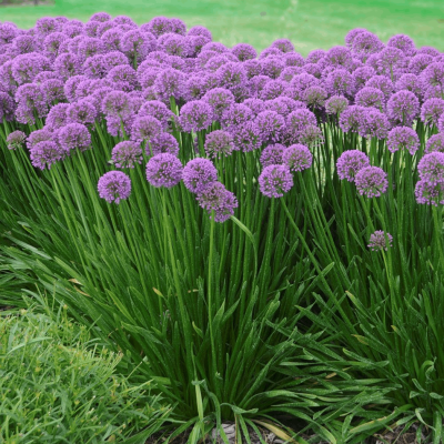 Allium 'Millenium'