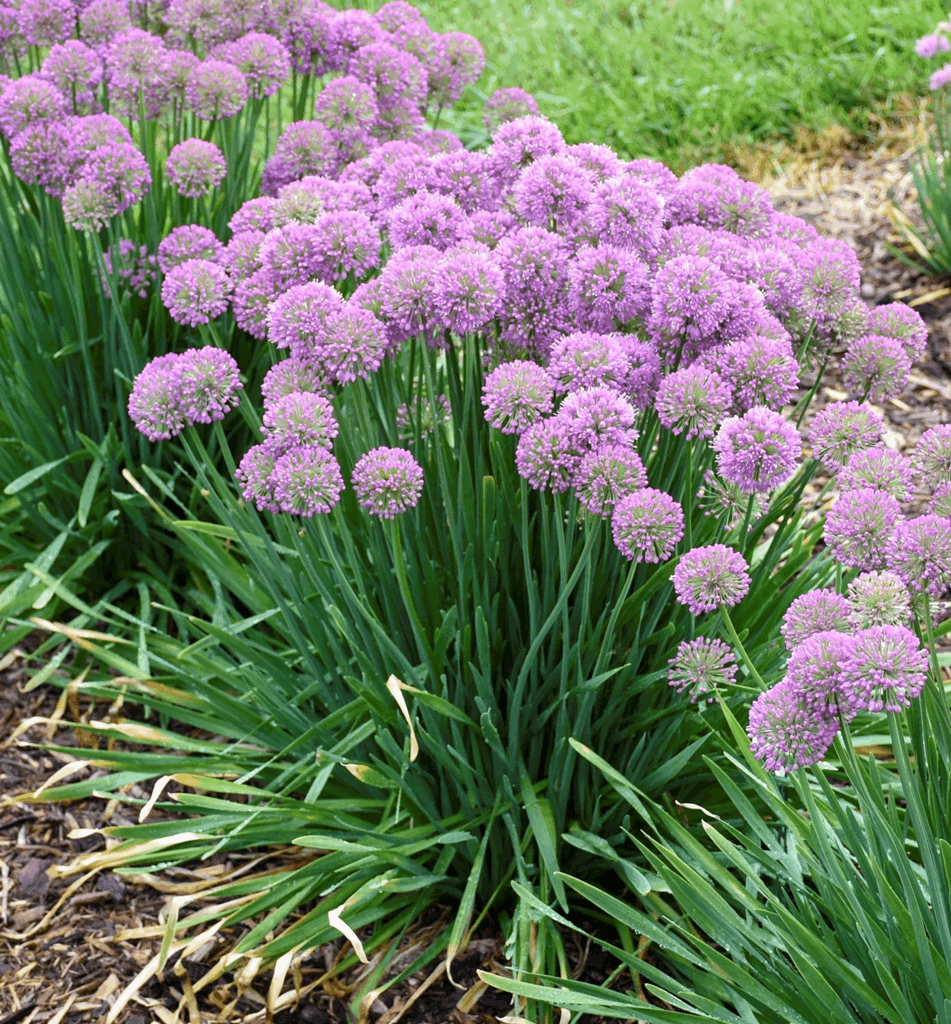 Allium 'Serendipity' - Image 2