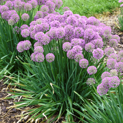 Allium 'Serendipity'