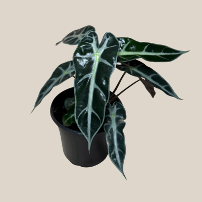 Alocasia Bambino (Alocasia Amazonica 'Bambino') - 4 Inch Indoor Houseplant