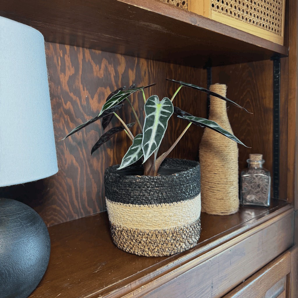 Alocasia Bambino (Alocasia Amazonica 'Bambino') - 6 Inch Indoor Houseplant - Image 2
