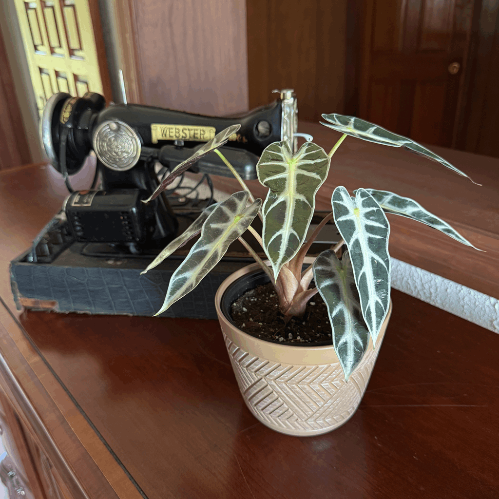 Alocasia Bambino (Alocasia Amazonica 'Bambino') - 6 Inch Indoor Houseplant - Image 3