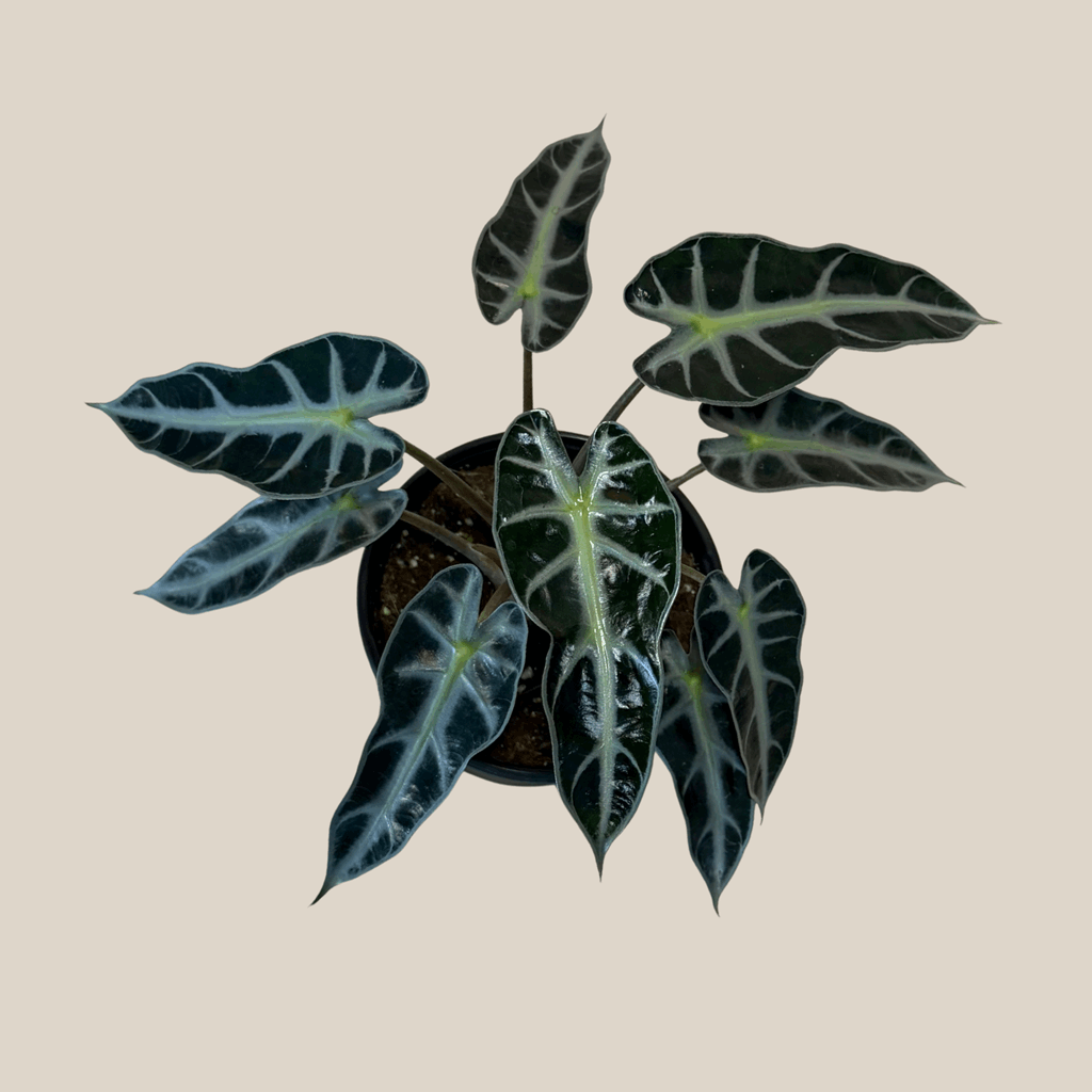 Alocasia Bambino (Alocasia Amazonica 'Bambino') - 6 Inch Indoor Houseplant - Image 4