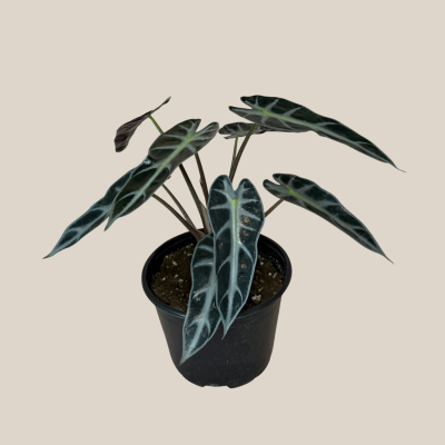 Alocasia Bambino (Alocasia Amazonica 'Bambino') - 6 Inch Indoor Houseplant
