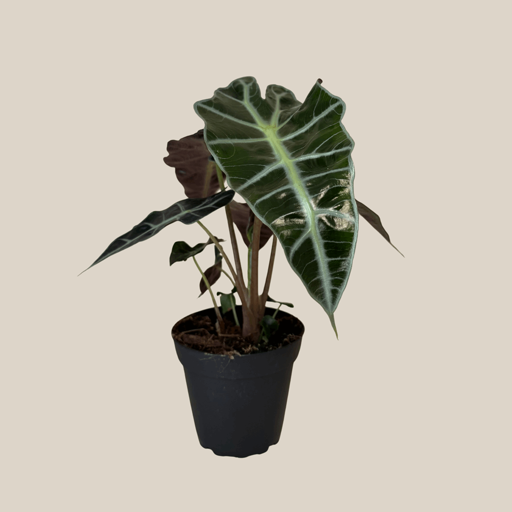 Alocasia Polly (Alocasia x Amazonica 'Polly') - 4 Inch Indoor Houseplant - Image 4
