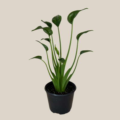 Alocasia Tiny Dancer (Alocasia Brisbanensis x Alocasia Odora 'Tiny Dancer') - 6 Inch Indoor Houseplant