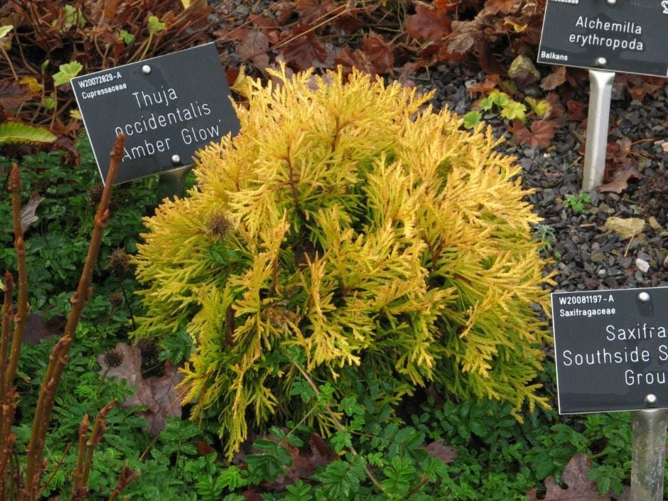 Amber Glow Miniature Eastern Arborvitae (Thuja occidentalis 'Amber Glow') - QT