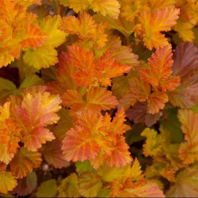 Amber Jubilee™ Ninebark (Physocarpus opulifolius 'Jefam') - 3 gallon 15"