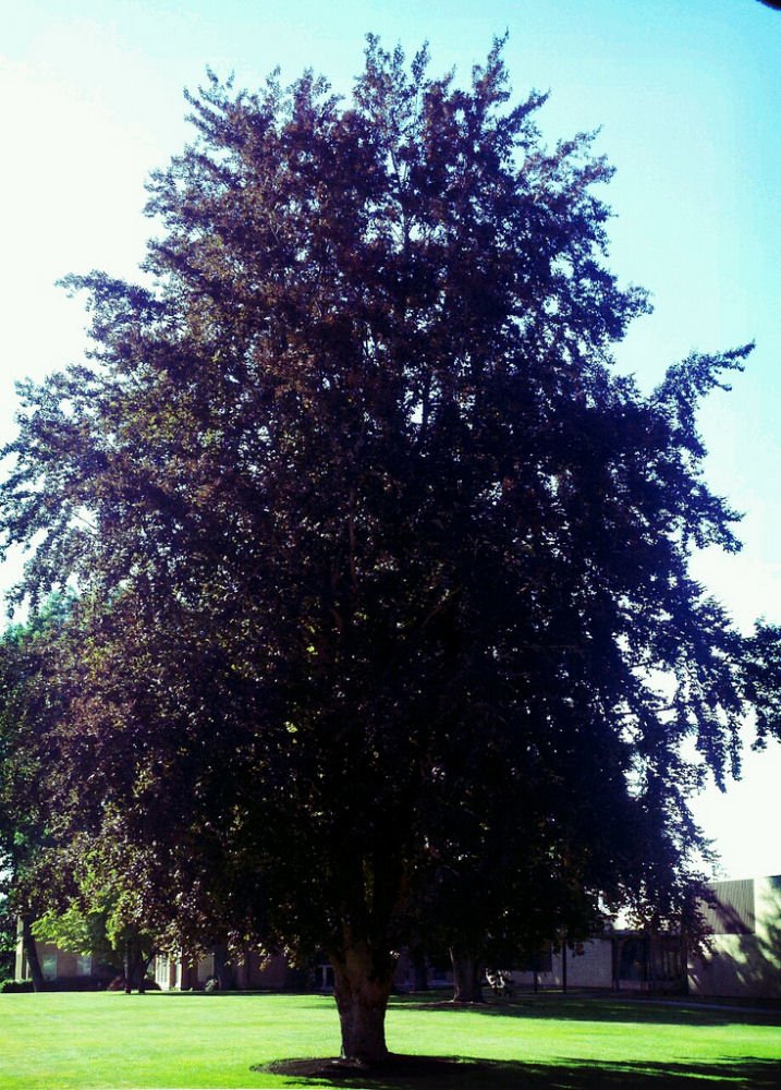 River's European Beech (Fagus sylvatica 'Riversii') - 1 gallon 2-3' TREE