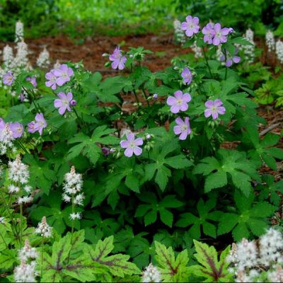 American Cranesbill (Geranium maculatum) - 1 gallon