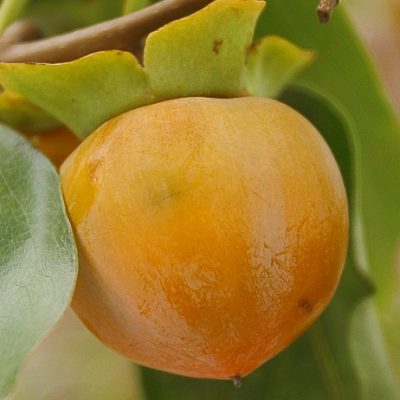 American Persimmon (Diospyros virginiana) - 3 gallon