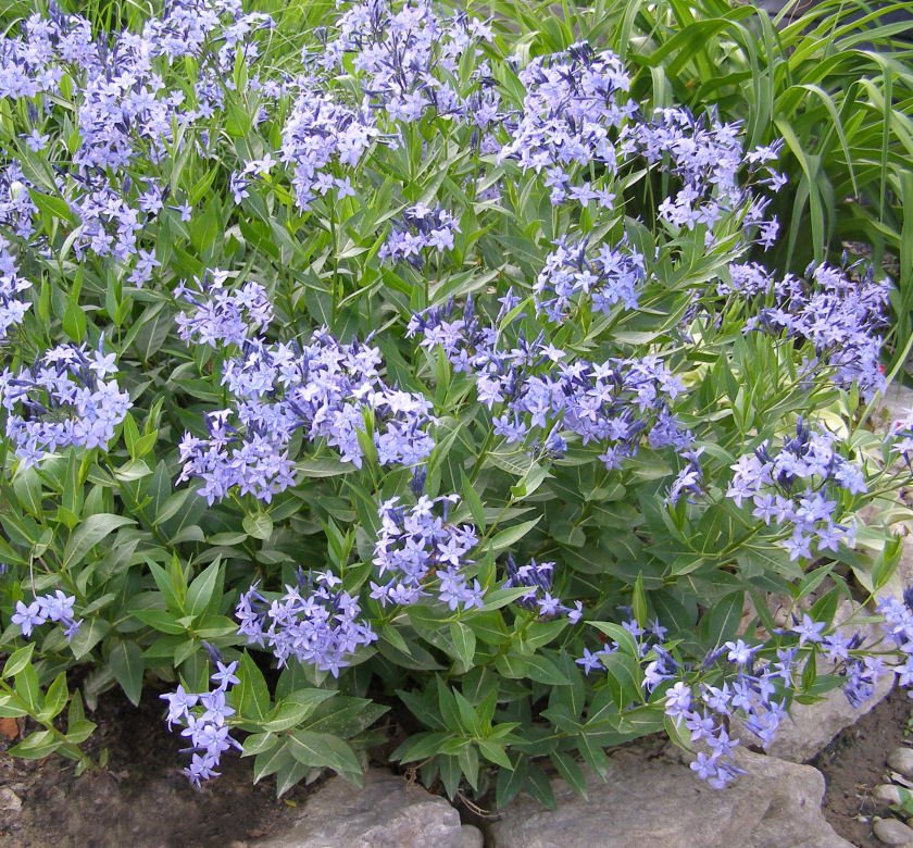 Amsonia x 'Blue Ice' - Image 2
