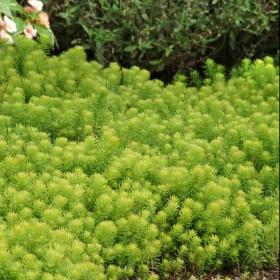 Angelina Stonecrop (Sedum sedum 'Angelina') - 1 gallon