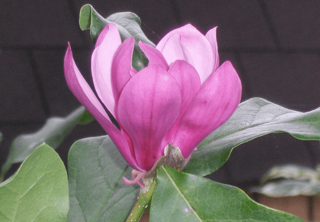Ann Magnolia (Magnolia x 'Ann') - 3 gallon 24-30"