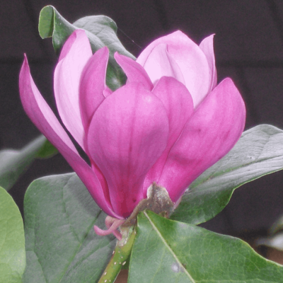 Ann Magnolia (Magnolia x 'Ann') - 3 gallon 24-30"