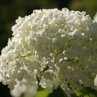 Annabelle Smooth Hydrangea (Hydrangea arborescens 'Annabelle') - 3 gallon
