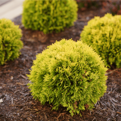Anna's Magic Ball Arborvitae