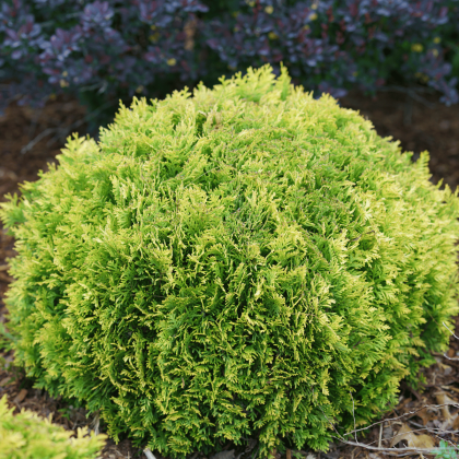 Anna's Magic Ball Arborvitae